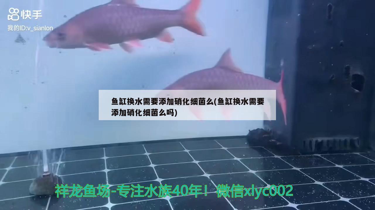 魚(yú)缸用什么清理好(魚(yú)缸有什么方法容易清理) 黃金眼鏡蛇雷龍魚(yú)