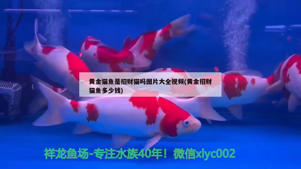 南美枯木牙魚：枯木牙魚能長多大