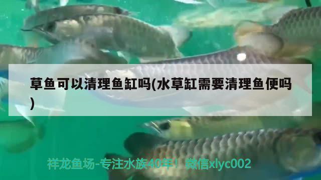 草魚可以清理魚缸嗎(水草缸需要清理魚便嗎)