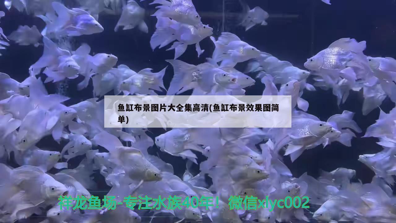 魚缸布景圖片大全集高清(魚缸布景效果圖簡單) 印尼小紅龍