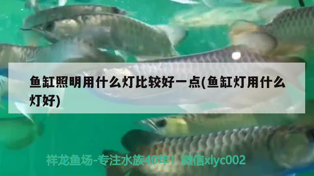 魚(yú)缸造景水草籽怎么種，水草基肥怎么放 水草 第2張