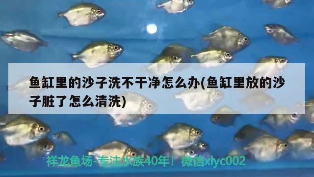 魚(yú)缸造景水草籽怎么種，水草基肥怎么放 水草 第1張