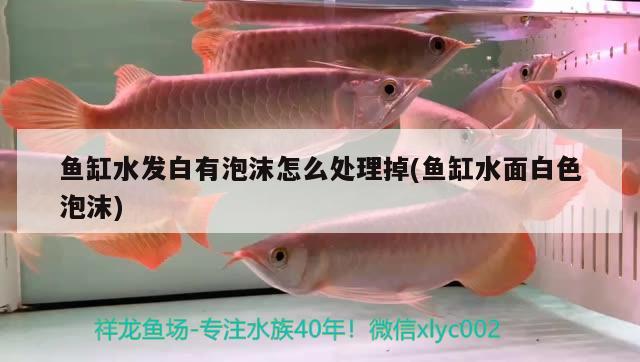 魚缸水發(fā)白有泡沫怎么處理掉(魚缸水面白色泡沫) 金老虎魚