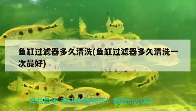 魚缸過濾器多久清洗(魚缸過濾器多久清洗一次最好)