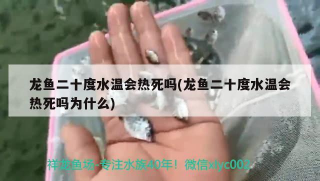 魚缸怎么解決黃水問題(魚缸黃水怎么回事) 帝王三間魚