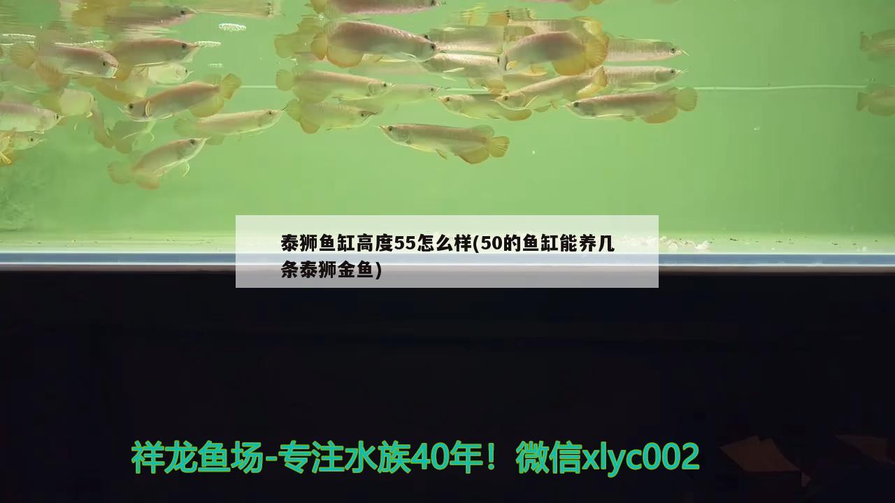 泰獅魚(yú)缸高度55怎么樣(50的魚(yú)缸能養(yǎng)幾條泰獅金魚(yú)) 海象魚(yú)