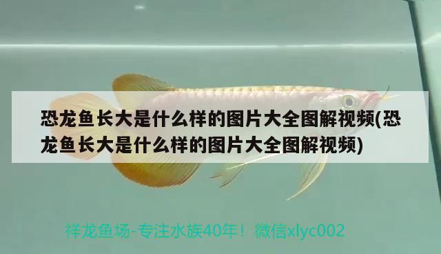 恐龍魚長大是什么樣的圖片大全圖解視頻(恐龍魚長大是什么樣的圖片大全圖解視頻) 飛鳳魚