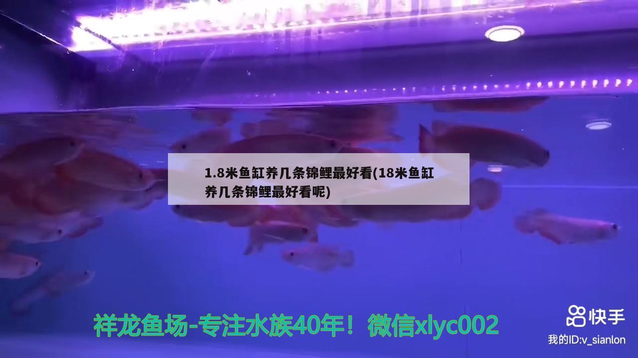 1.8米魚(yú)缸養(yǎng)幾條錦鯉最好看(18米魚(yú)缸養(yǎng)幾條錦鯉最好看呢) 養(yǎng)魚(yú)知識(shí)