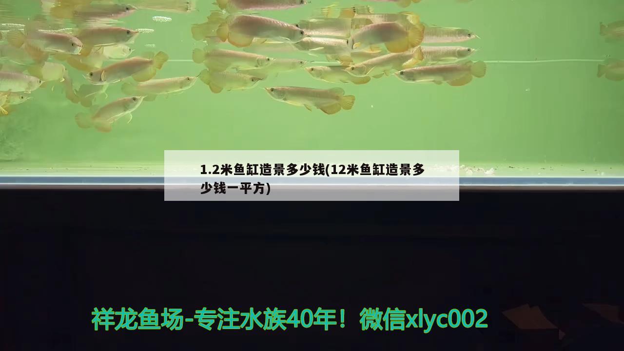 1.2米魚缸造景多少錢(12米魚缸造景多少錢一平方) 水族品牌