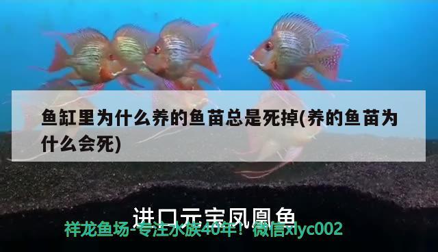 魚(yú)缸里為什么養(yǎng)的魚(yú)苗總是死掉(養(yǎng)的魚(yú)苗為什么會(huì)死)