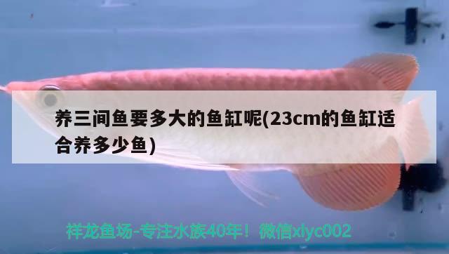 養(yǎng)三間魚要多大的魚缸呢(23cm的魚缸適合養(yǎng)多少魚)