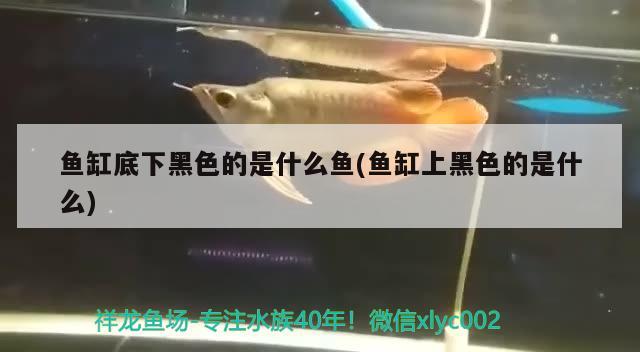 魚(yú)缸底下黑色的是什么魚(yú)(魚(yú)缸上黑色的是什么)