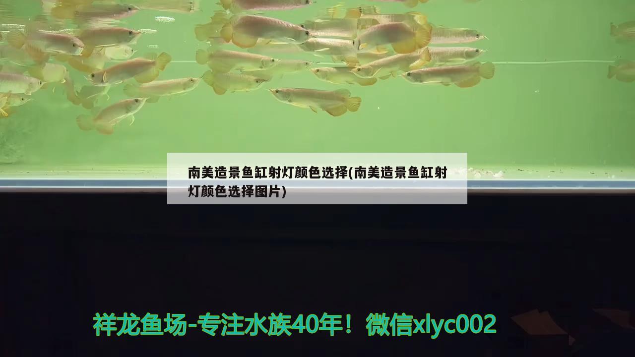 南美造景魚缸射燈顏色選擇(南美造景魚缸射燈顏色選擇圖片) 祥禾Super Red紅龍魚