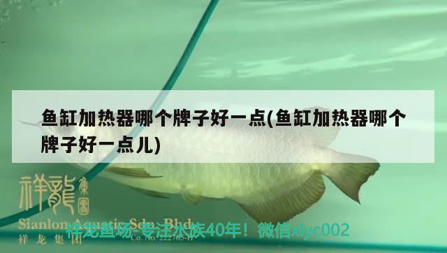 魚(yú)缸加熱器哪個(gè)牌子好一點(diǎn)(魚(yú)缸加熱器哪個(gè)牌子好一點(diǎn)兒)