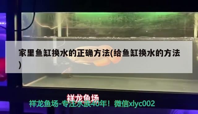 金魚爛尾巴潰爛最簡單治療視頻教程(金魚爛尾巴還能長出來嗎)