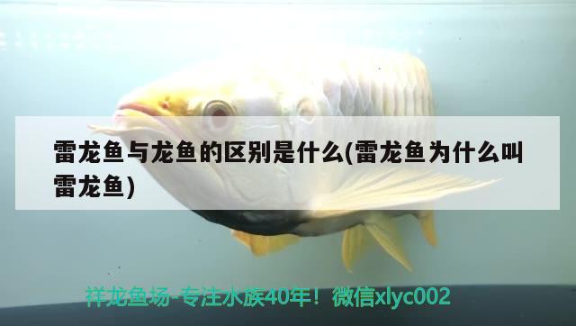 雷龍魚(yú)與龍魚(yú)的區(qū)別是什么(雷龍魚(yú)為什么叫雷龍魚(yú))