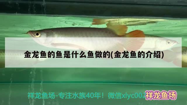 金龍魚(yú)的魚(yú)是什么魚(yú)做的(金龍魚(yú)的介紹) 黃金招財(cái)貓魚(yú)