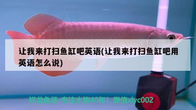 讓我來(lái)打掃魚缸吧英語(yǔ)(讓我來(lái)打掃魚缸吧用英語(yǔ)怎么說(shuō)) 銀古魚苗