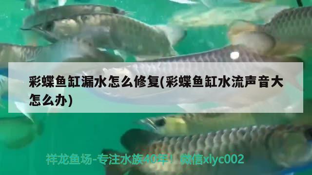 彩蝶魚缸漏水怎么修復(彩蝶魚缸水流聲音大怎么辦) 白化巴西龜（白巴）