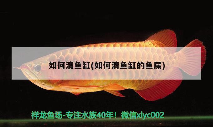 如何清魚缸(如何清魚缸的魚屎)