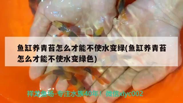 龍魚兩個月不吃食怎么辦呢 龍魚兩個月不吃食怎么辦呢視頻 錦鯉飼料 第2張