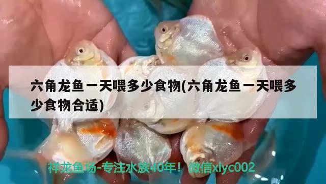 六角龍魚一天喂多少食物(六角龍魚一天喂多少食物合適) 七彩神仙魚