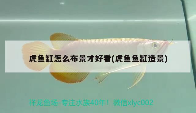 虎魚缸怎么布景才好看(虎魚魚缸造景) 虎魚百科