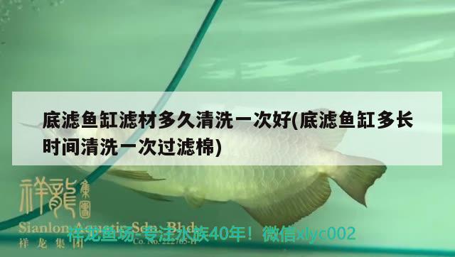 底濾魚缸濾材多久清洗一次好(底濾魚缸多長時間清洗一次過濾棉) 薩伊藍(lán)魚