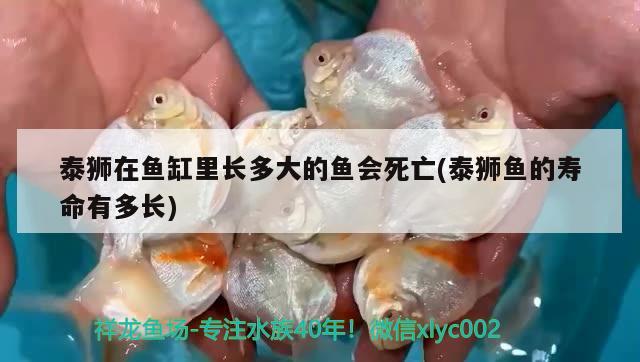 泰獅在魚缸里長多大的魚會死亡(泰獅魚的壽命有多長) 泰國雪鯽魚