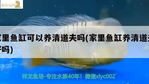 家里魚缸可以養(yǎng)清道夫嗎(家里魚缸養(yǎng)清道夫好嗎) 檸檬鯽 第1張