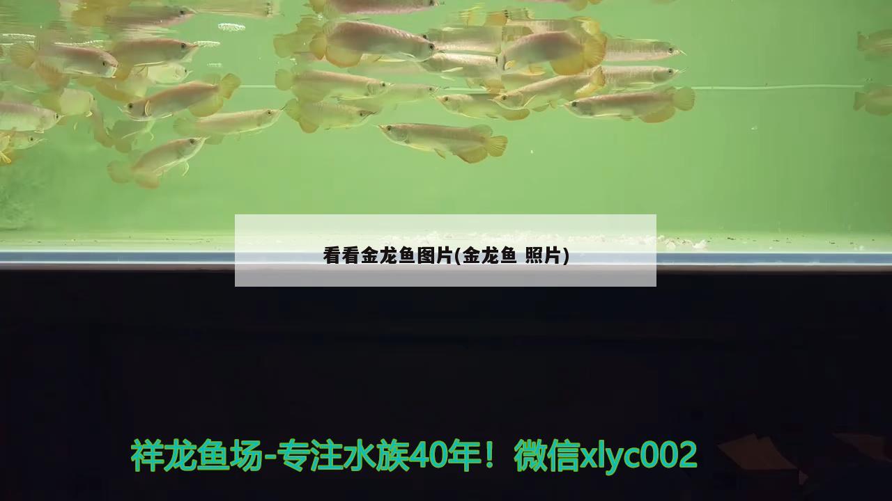 cleair魚(yú)缸售后維修電話(huà)（水族箱排名前十的牌子有哪些） 巴西亞魚(yú)苗 第2張