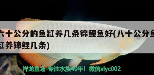 六十公分的魚缸養(yǎng)幾條錦鯉魚好(八十公分魚缸養(yǎng)錦鯉幾條) 錦鯉魚