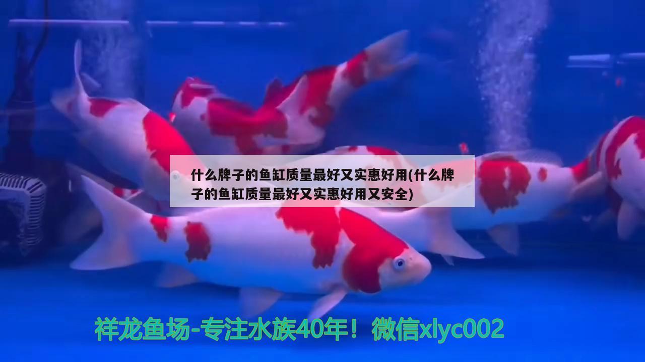 什么牌子的魚缸質量最好又實惠好用(什么牌子的魚缸質量最好又實惠好用又安全) 三間鼠魚