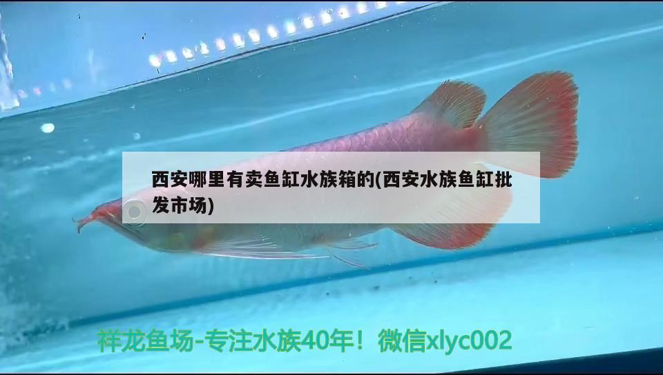 cta南美水族論壇（cta南美水族論壇逃僧衣舊） 蘇虎苗（蘇門答臘虎魚苗） 第1張