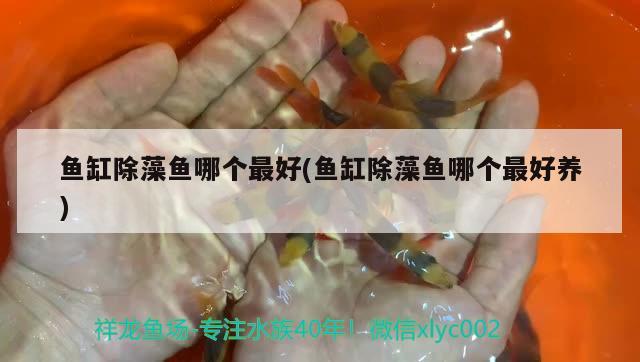 魚(yú)缸除藻魚(yú)哪個(gè)最好(魚(yú)缸除藻魚(yú)哪個(gè)最好養(yǎng)) 白子金龍魚(yú)