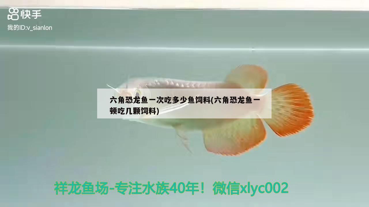 六角恐龍魚一次吃多少魚飼料(六角恐龍魚一頓吃幾顆飼料)