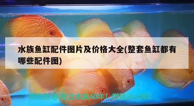 水族魚缸配件圖片及價格大全(整套魚缸都有哪些配件圖) 金頭過背金龍魚