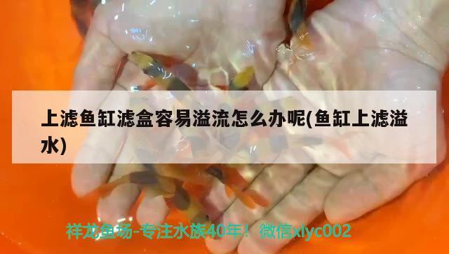 上濾魚缸濾盒容易溢流怎么辦呢(魚缸上濾溢水) 白子銀版魚苗