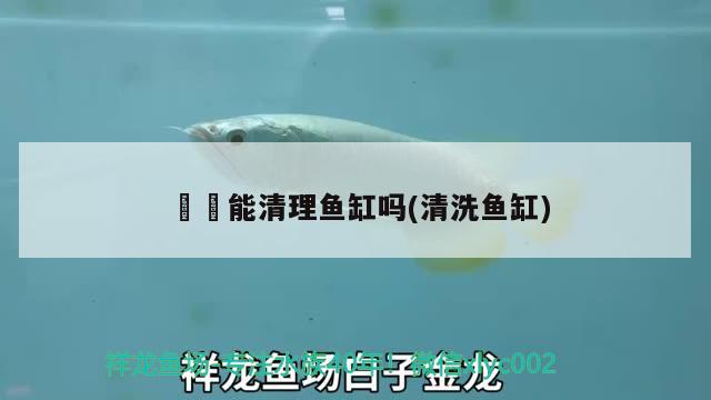 請大神看看這條品相如何 女王大帆魚 第2張