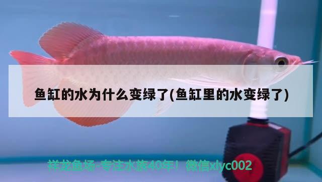 講風(fēng)水,魚缸放在哪個方向好?(風(fēng)水學(xué)中魚缸放在客廳的哪個方位好)