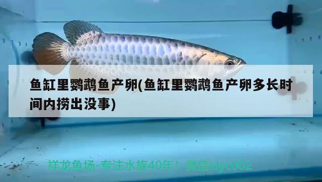 魚(yú)缸里鸚鵡魚(yú)產(chǎn)卵(魚(yú)缸里鸚鵡魚(yú)產(chǎn)卵多長(zhǎng)時(shí)間內(nèi)撈出沒(méi)事) 鸚鵡魚(yú)