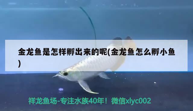 金龍魚是怎樣孵出來的呢(金龍魚怎么孵小魚) 硝化細菌