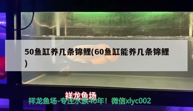 50魚缸養(yǎng)幾條錦鯉(60魚缸能養(yǎng)幾條錦鯉) 蘇虎苗（蘇門答臘虎魚苗）