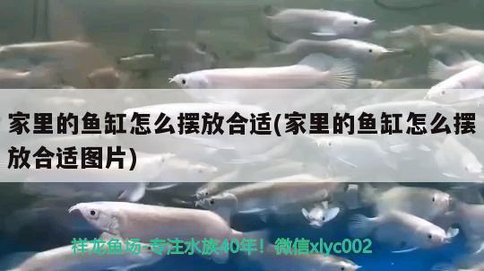 家里的魚(yú)缸怎么擺放合適(家里的魚(yú)缸怎么擺放合適圖片) 龍魚(yú)芯片掃碼器