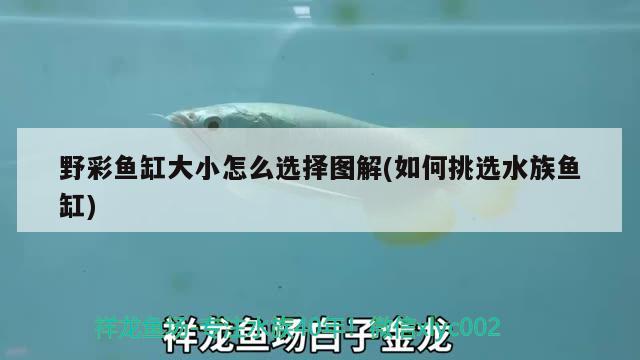 野彩魚缸大小怎么選擇圖解(如何挑選水族魚缸) 野彩魚