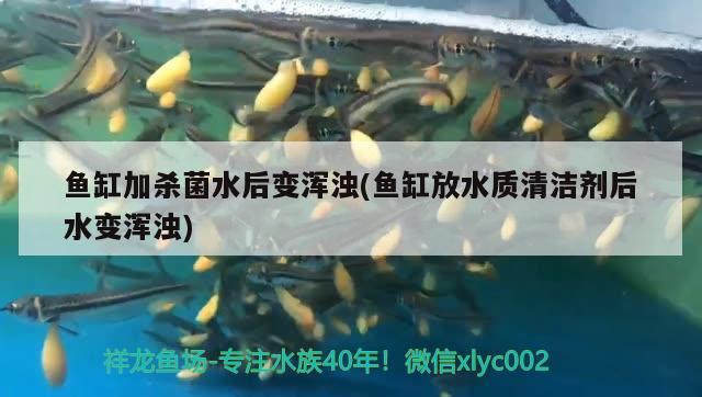 魚缸加殺菌水后變渾濁(魚缸放水質(zhì)清潔劑后水變渾濁) 哥倫比亞巨暴魚苗