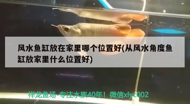 風(fēng)水魚缸放在家里哪個位置好(從風(fēng)水角度魚缸放家里什么位置好) 魚缸風(fēng)水