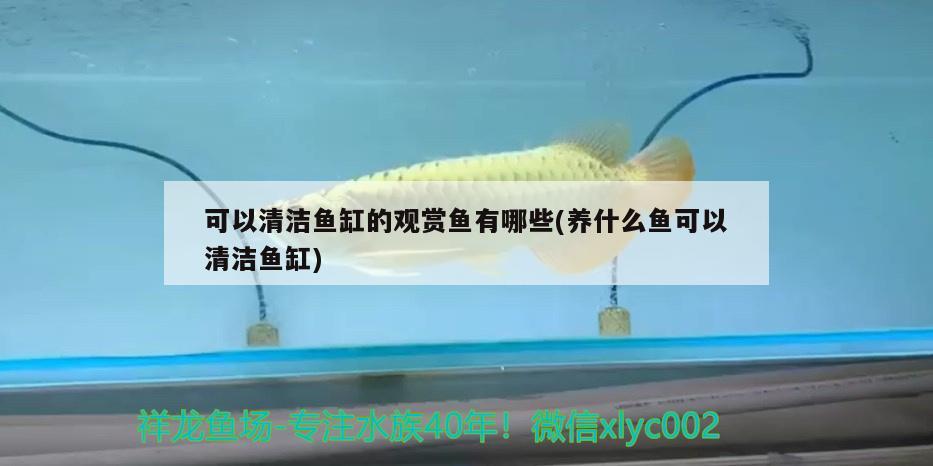 可以清潔魚缸的觀賞魚有哪些(養(yǎng)什么魚可以清潔魚缸)