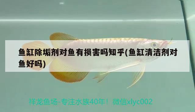 魚缸除垢劑對魚有損害嗎知乎(魚缸清潔劑對魚好嗎)