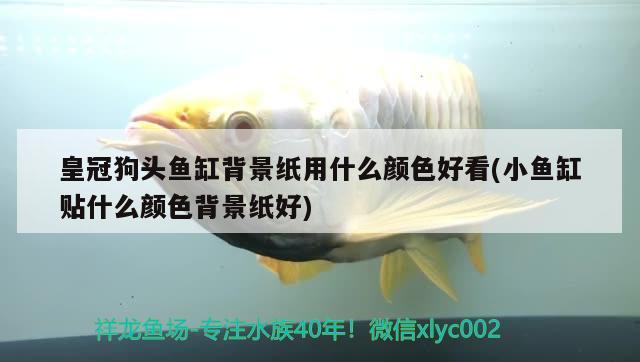 皇冠狗頭魚缸背景紙用什么顏色好看(小魚缸貼什么顏色背景紙好)